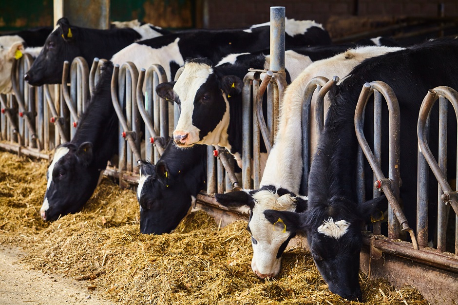 Alleanza Cooperative Agroalimentari si appella ai produttori: “contenere la produzione di latte”